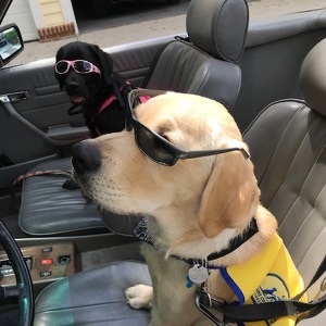 Canine Cruisers